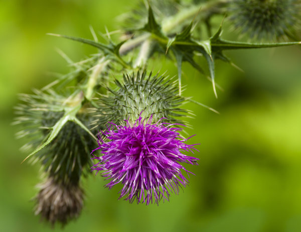 Thistle