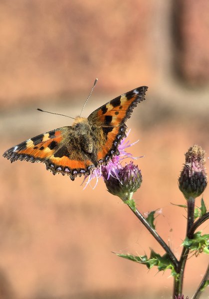 Tortoiseshell