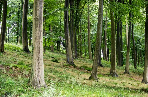 trees