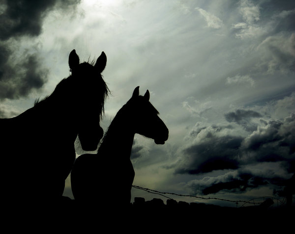 Tw horses