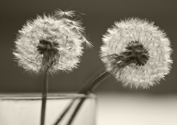Two dandelions