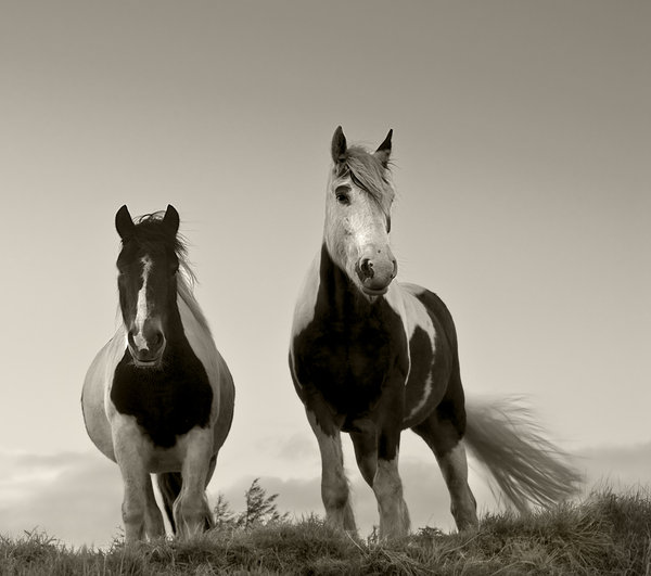 Two horses