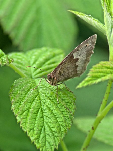 Unknown Butterfly