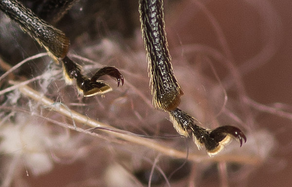 Vine Weevil's Hooves...