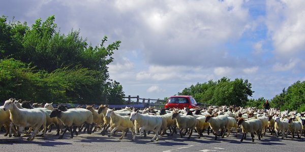 Welsh Traffic Jam