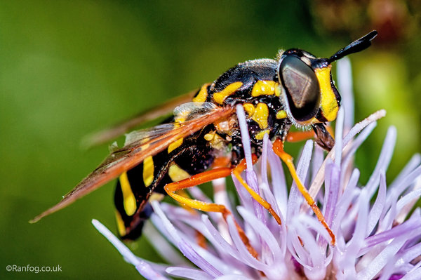 Yet Another Critter On A Flower Shot