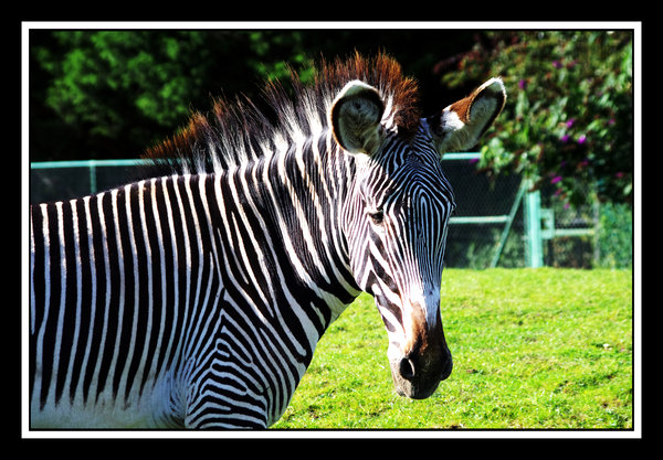 Zebra portrait