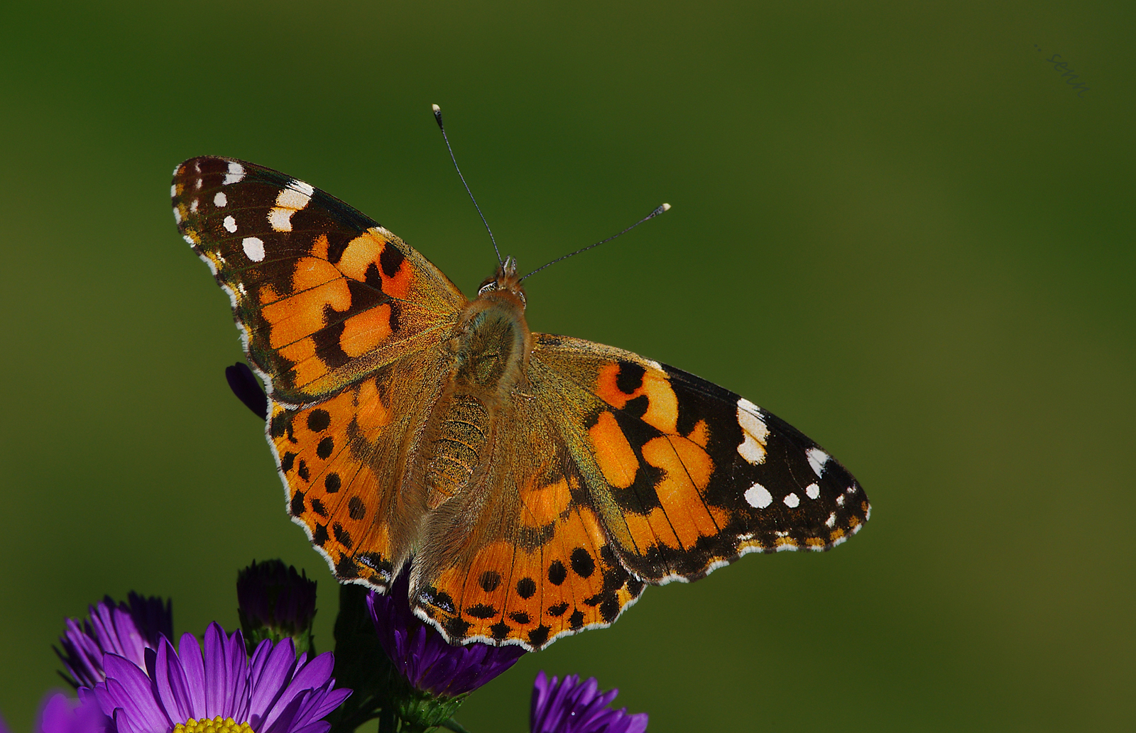 vanessa cardui