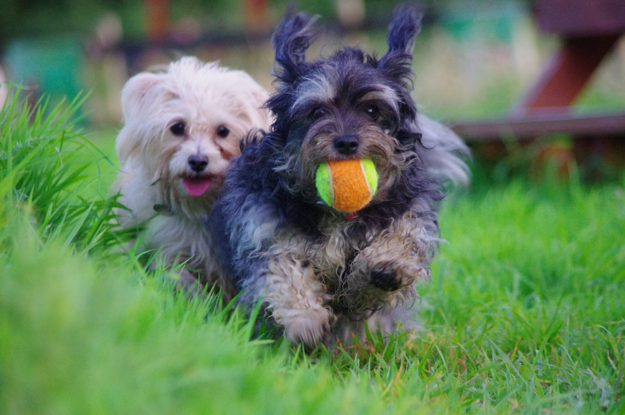 ball chase