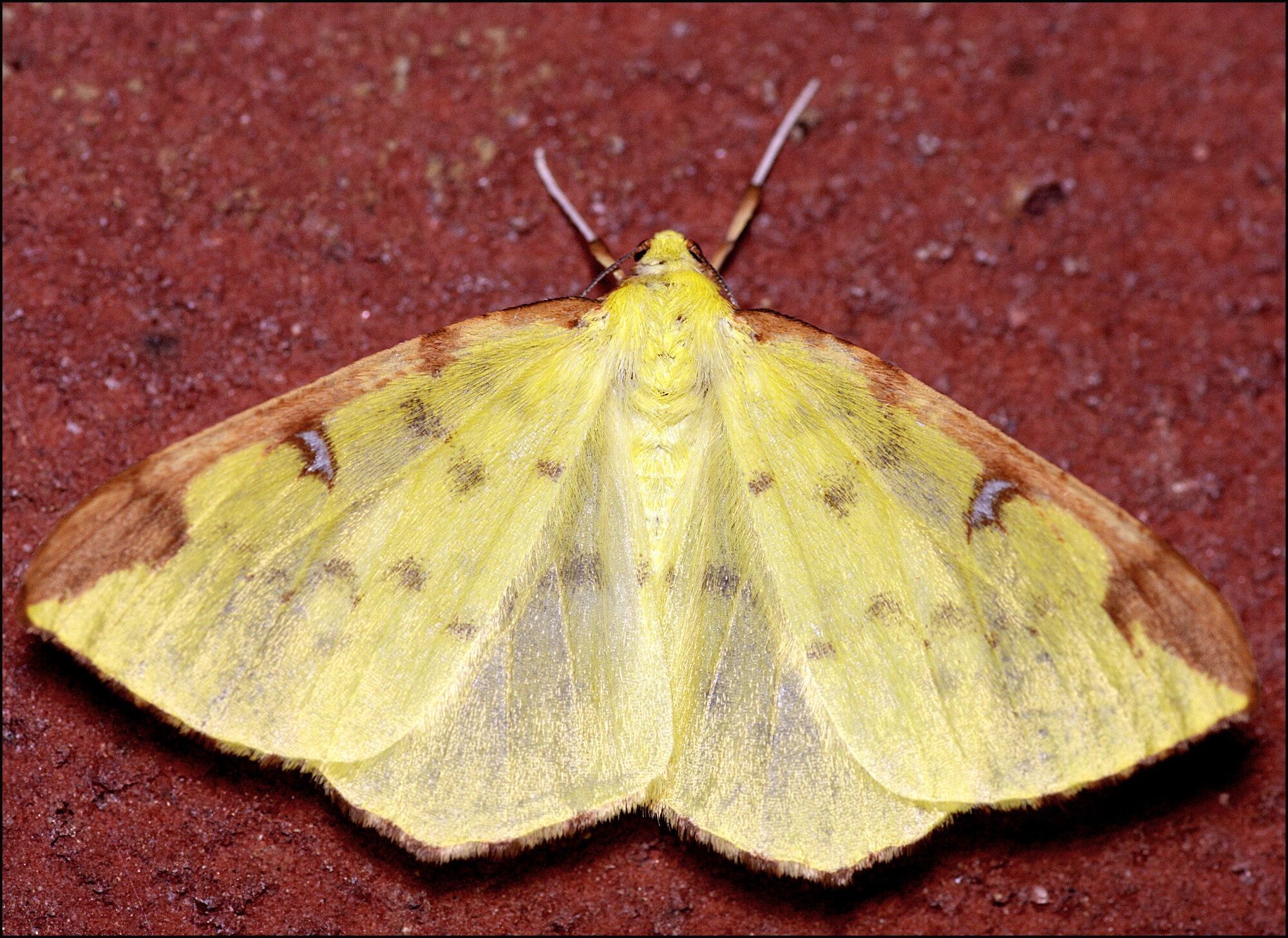 Brimstone Moth