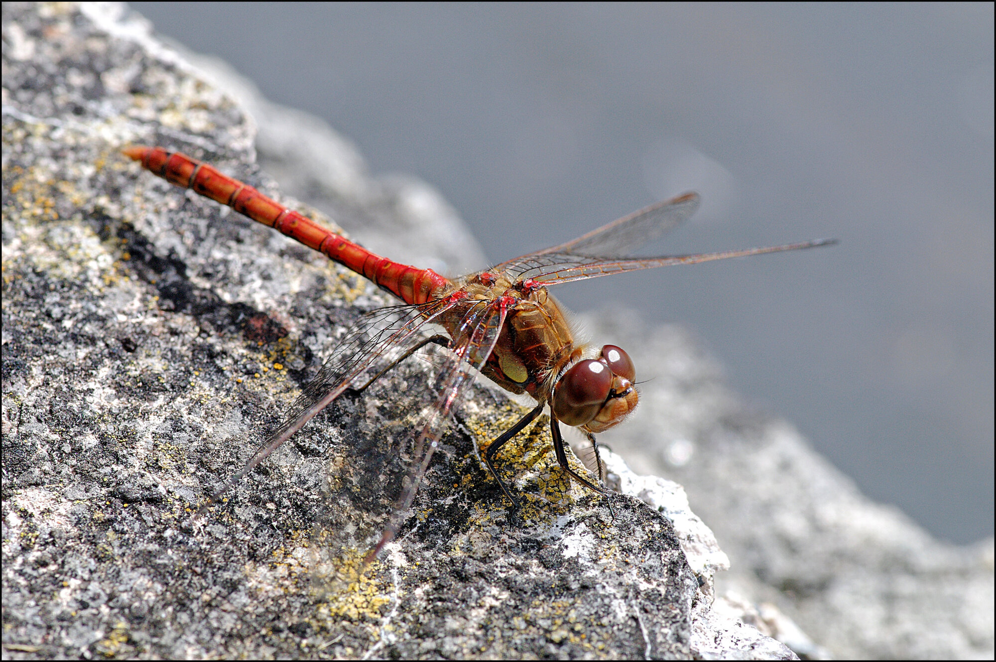 Common Darter II