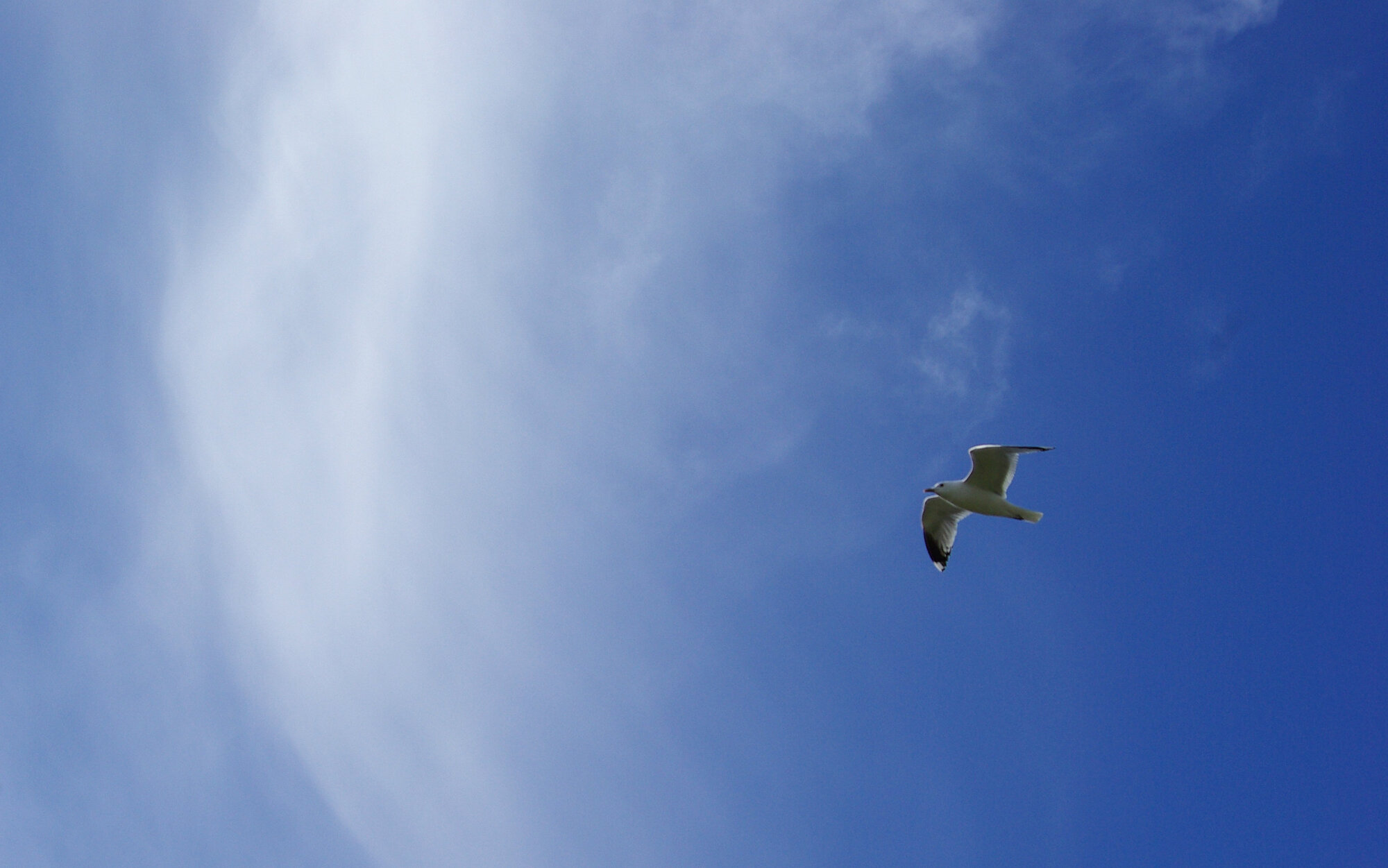 Freedom