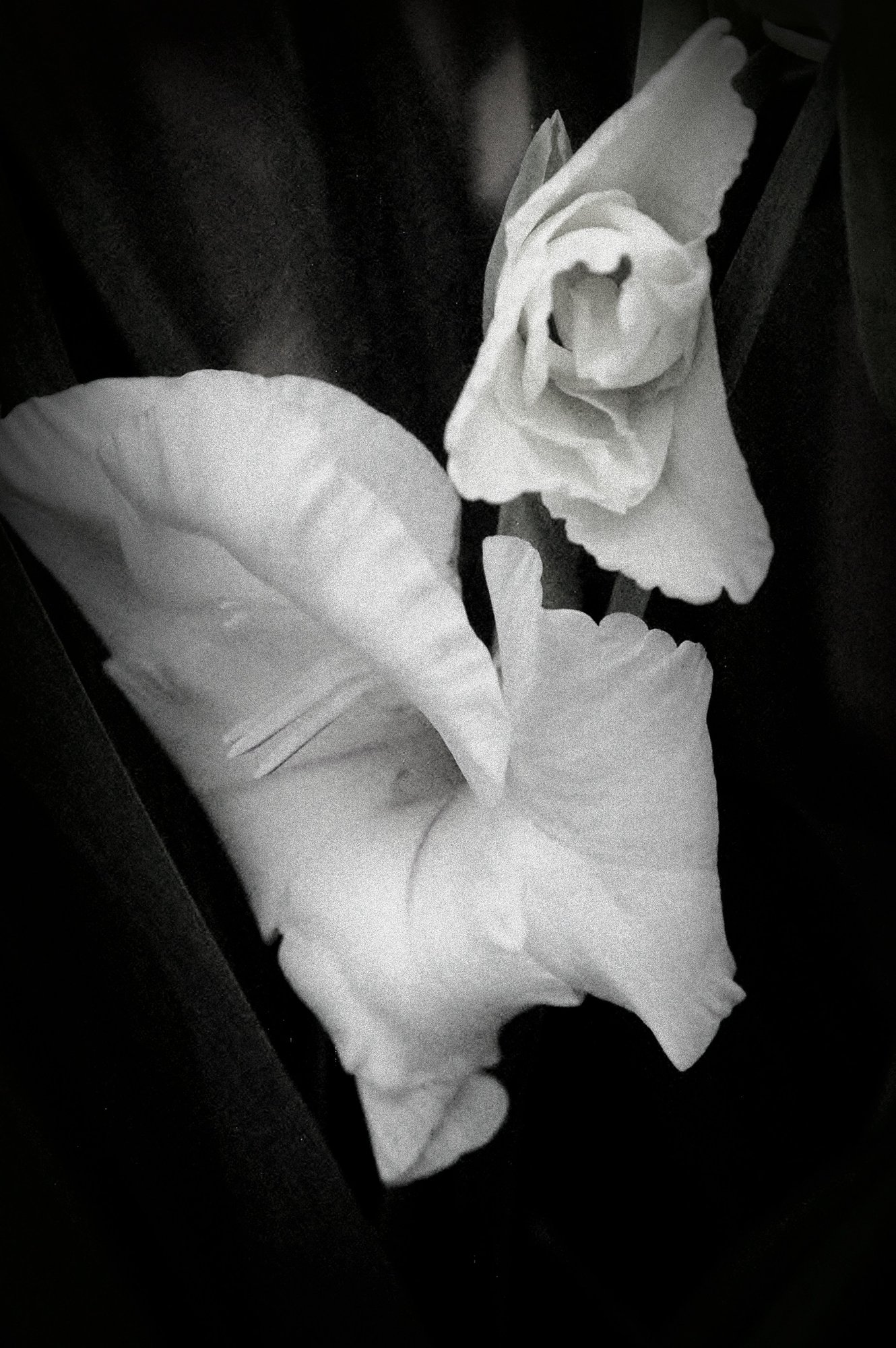 Gladioli