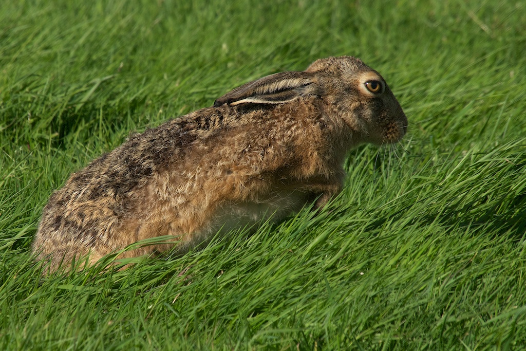 Hare