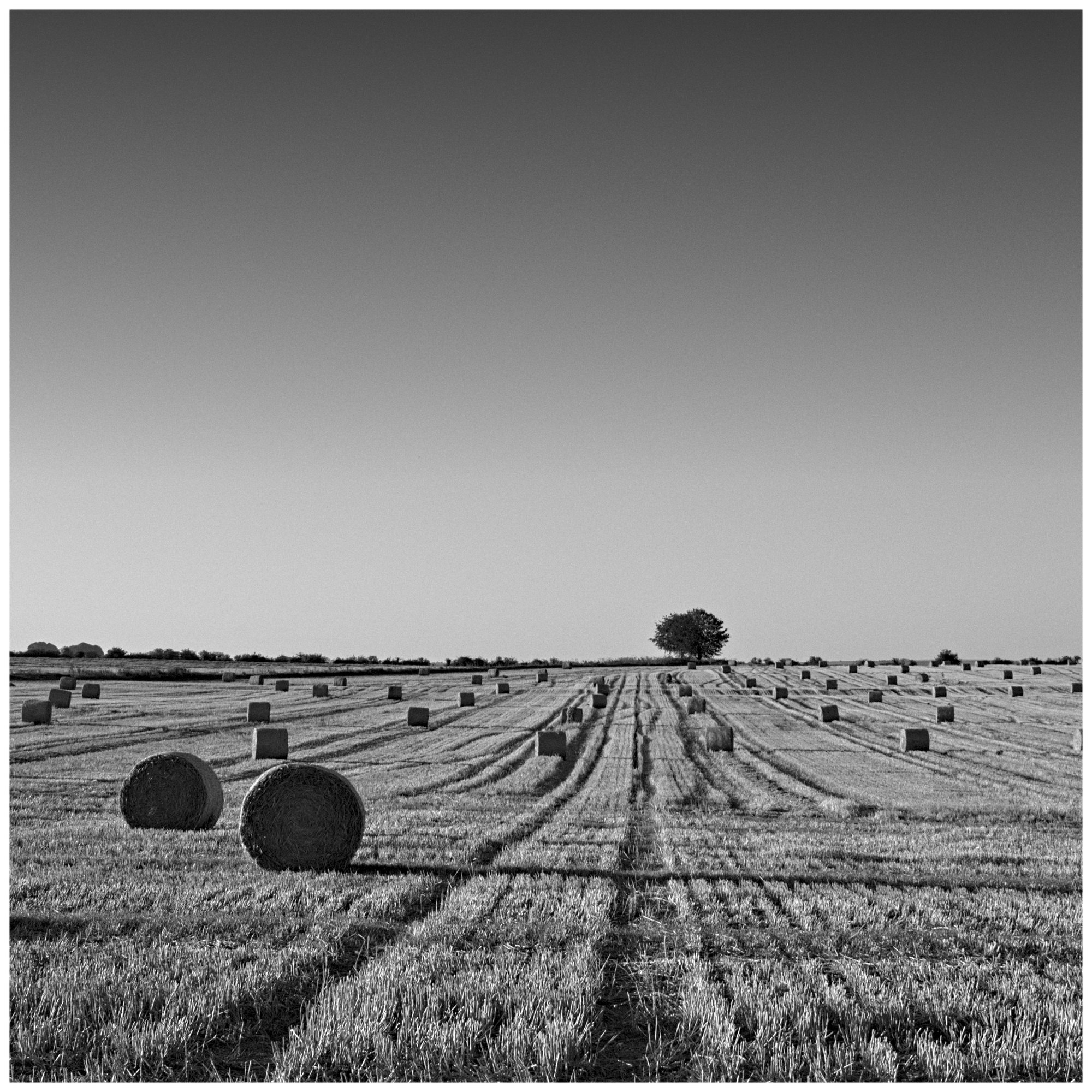Hayfield & Tree