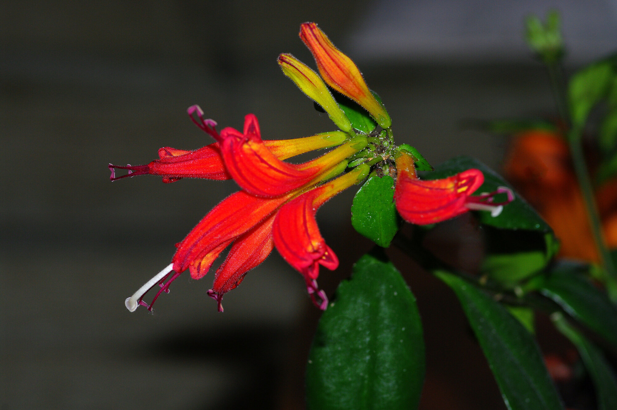 Lipstick Plant
