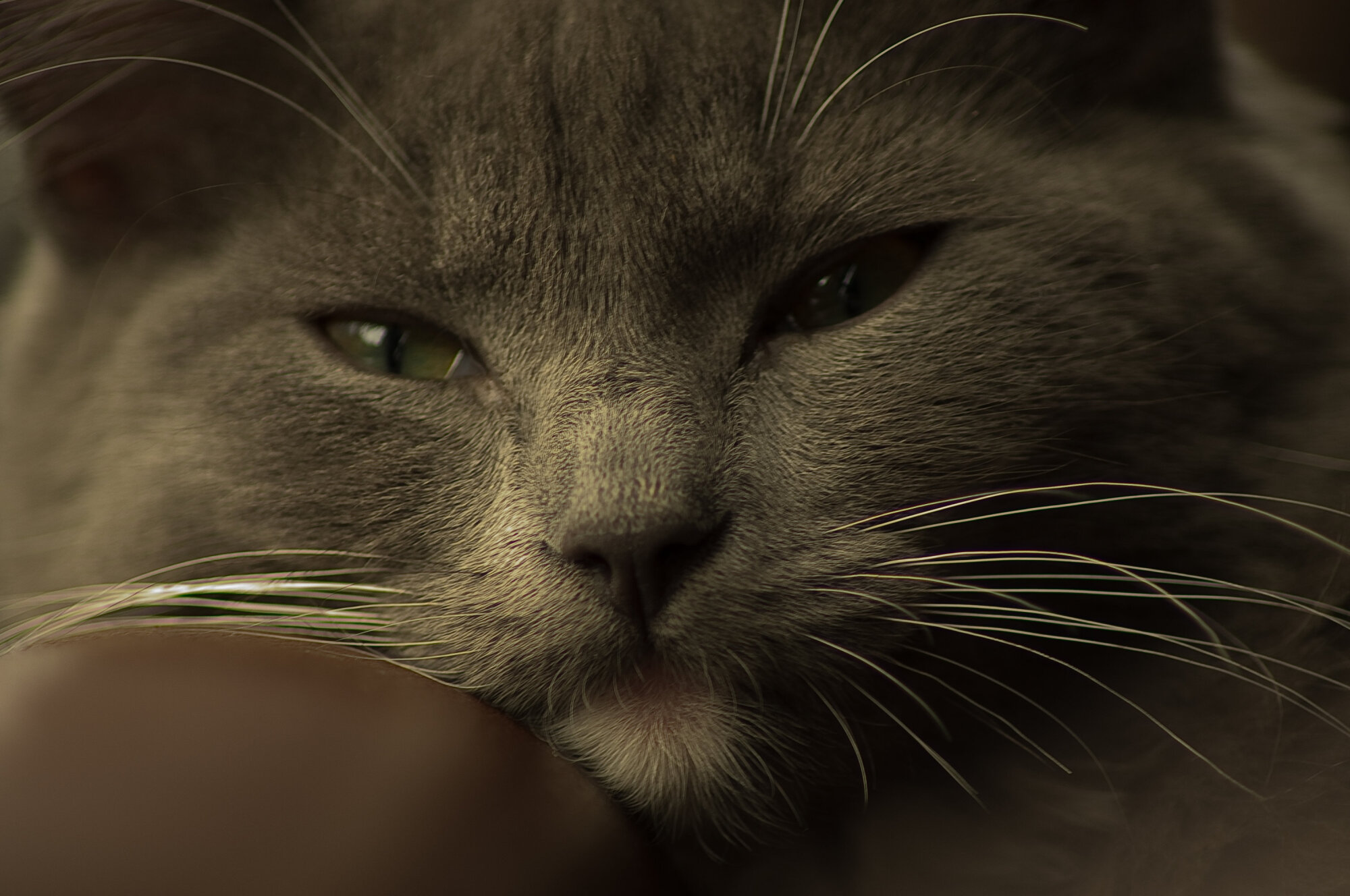 more kitten