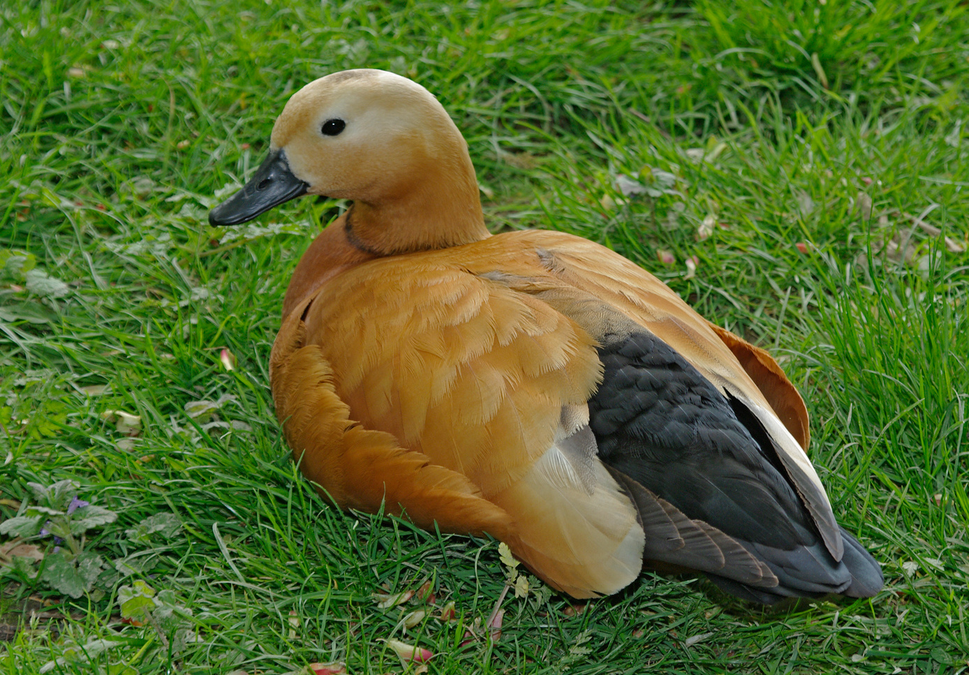 RUDDY SHELDUCK