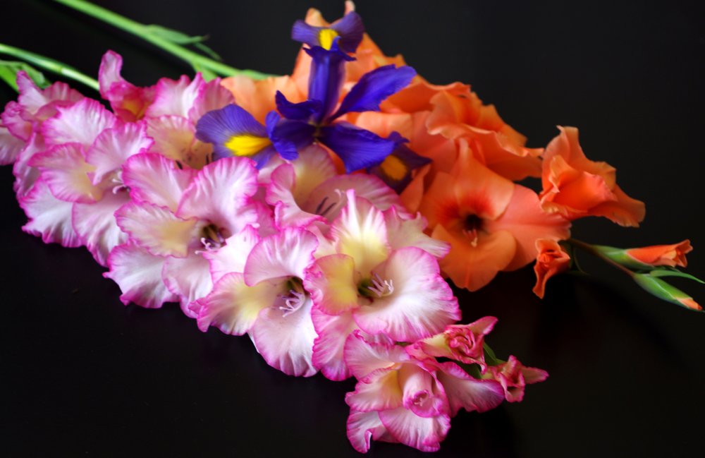 2 Gladioli and 1 Iris