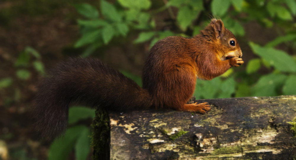 Another Squirrel