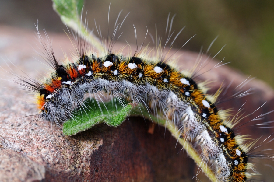 Beautiful Caterpillar!