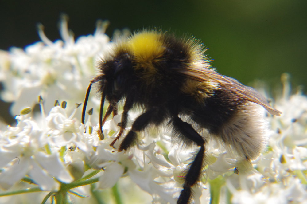 Bee