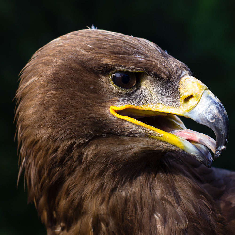 Eagle Portrait