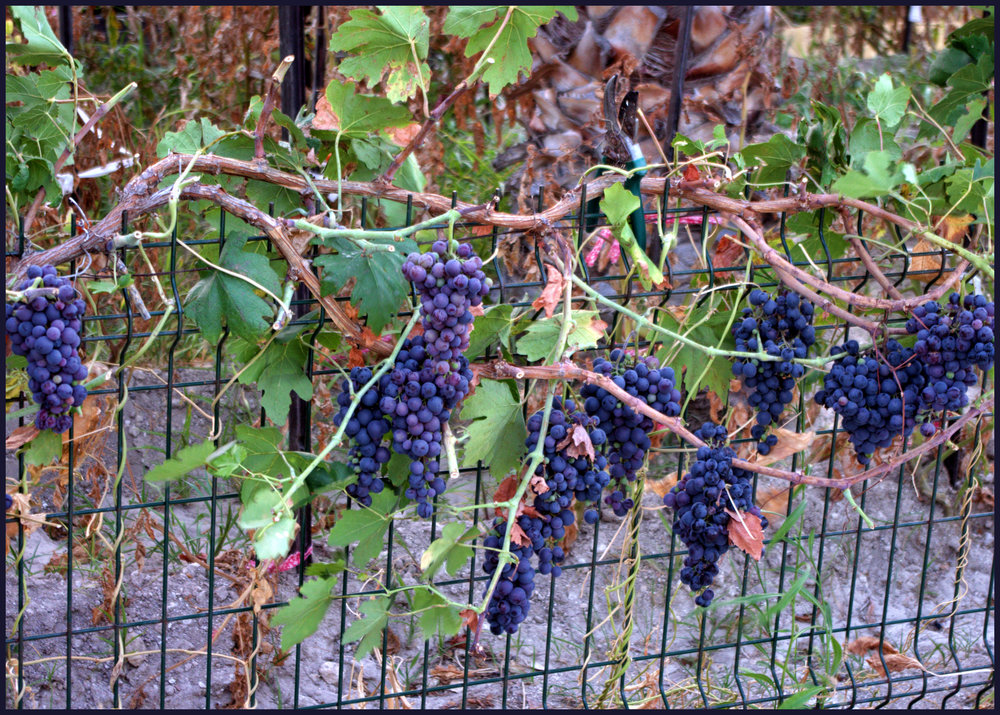 Grapes on a Fence