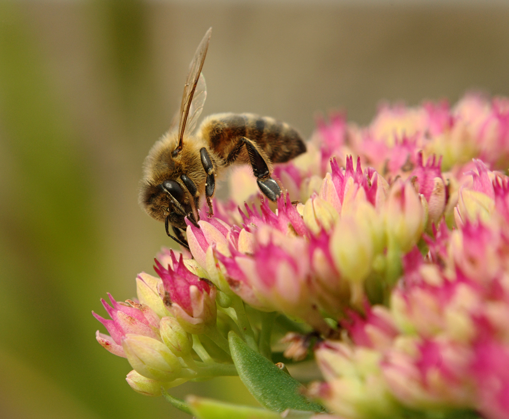 Honeybee & Ice Plant