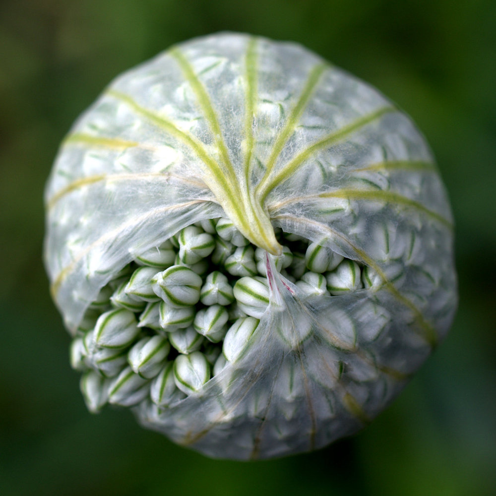 Onion Seeds