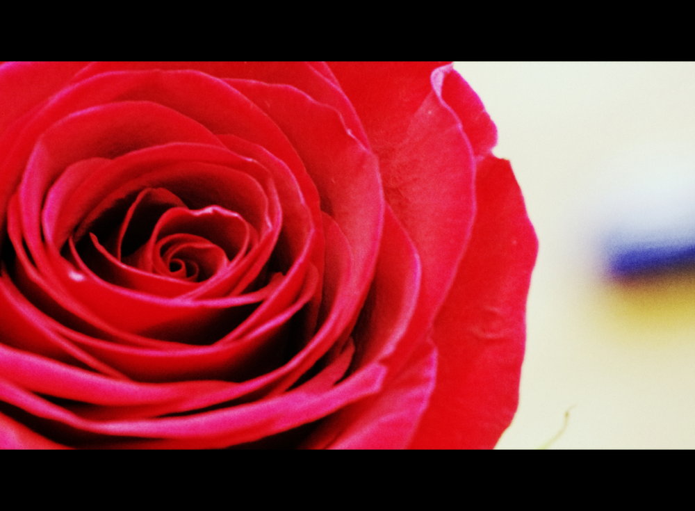 Silver Rose