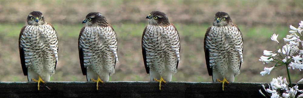 Sparrowhawks