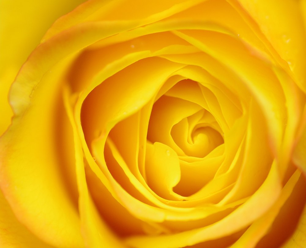 Yellow Rose macro