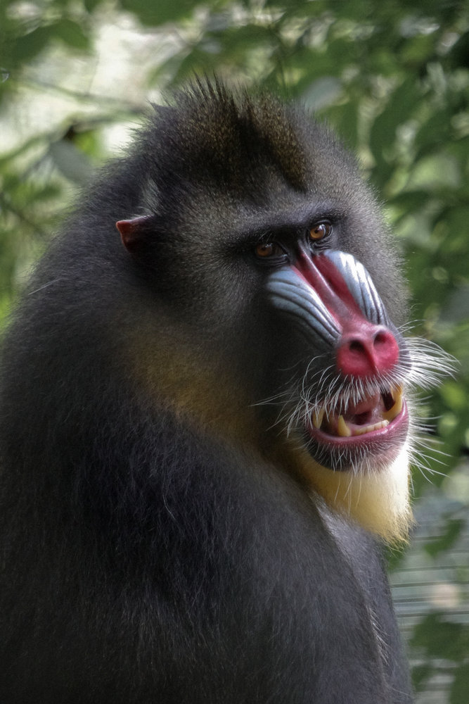 Young Male Mandrill