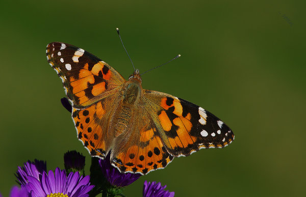 vanessa cardui