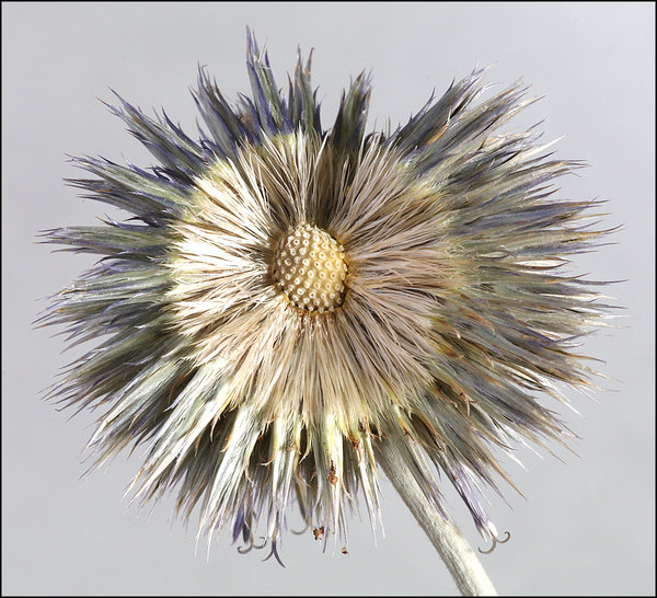 Alium Seedhead