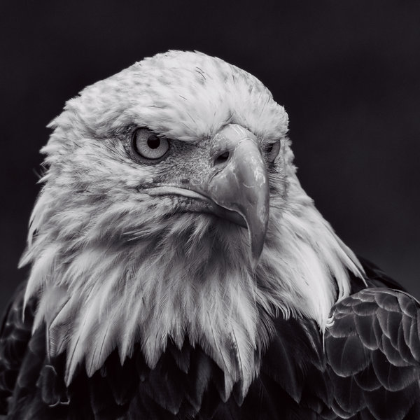 American Bald Eagle