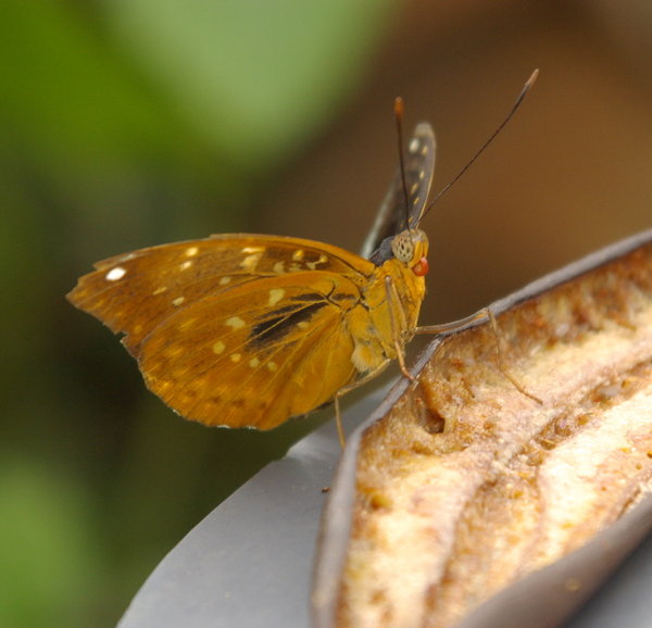 Another butterfly