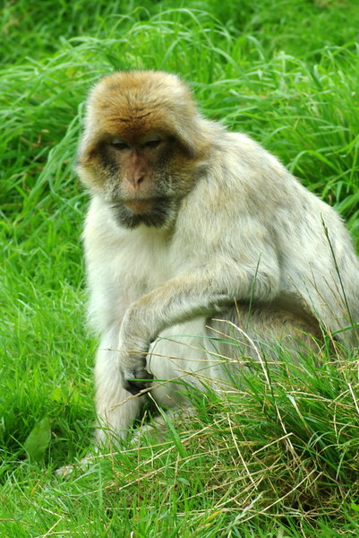 Barbary Macaque