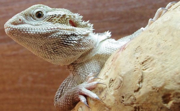 Bearded Dragon