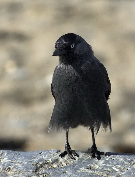 Blackbird