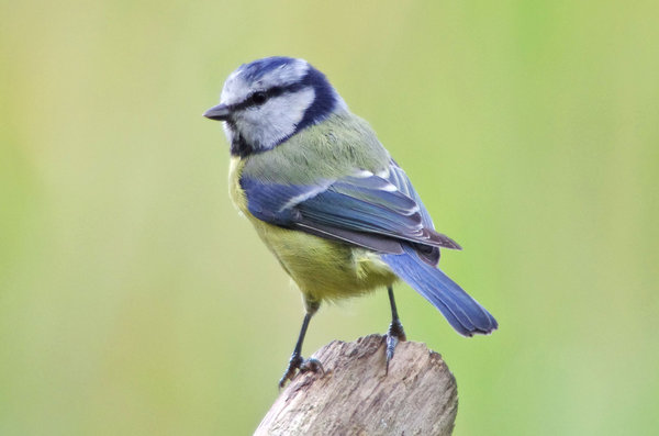 Blue Tit