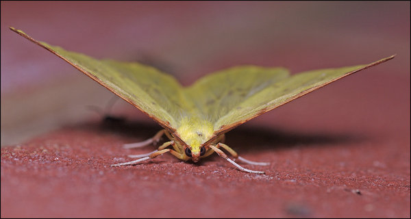 Brimstone Moth II