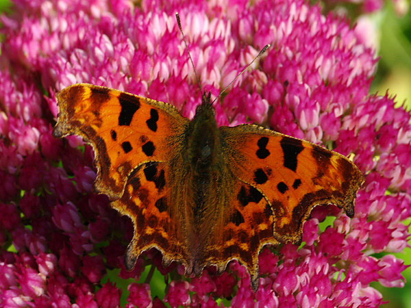 Comma Butterfly