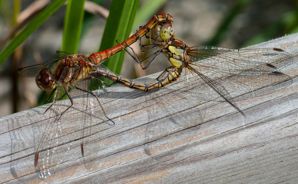 Common Darter or Two