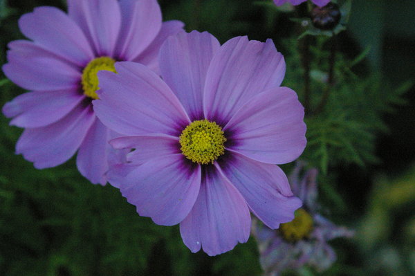Cosmos.