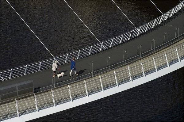 Dog on the Tyne