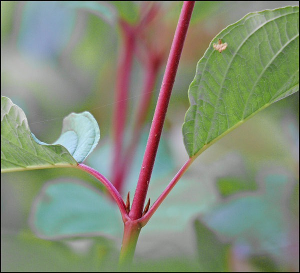 Dogwood