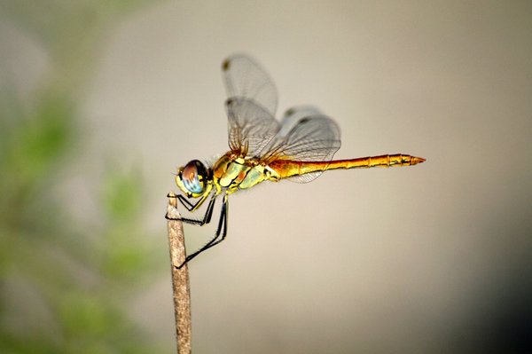Dragonfly