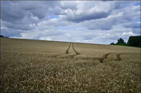 Fields of Gold